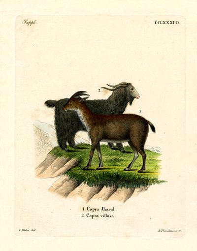 Tamged (farvet gravering) af German School