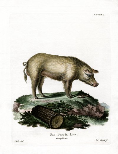 Tamgris (farvet gravering) af German School