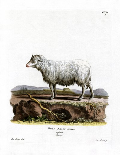 Tamfår (farvet gravering) af German School
