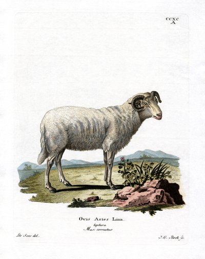 Tamfår (farvet gravering) af German School