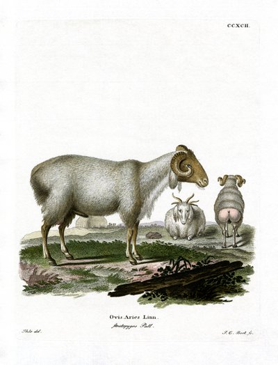 Tamfår (farvet gravering) af German School