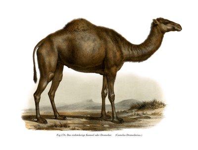 Dromedar, 1860 af German School