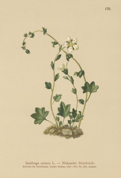 Nedhængende saxfrage (Saxifraga cernua) (farve litho) af German School