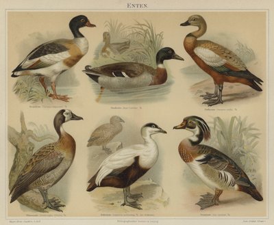 Ænder (farve litho) af German School