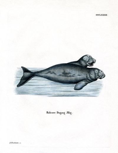 Dugong (farvet gravering) af German School