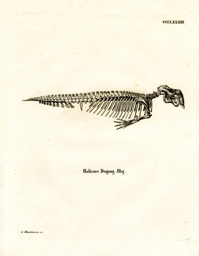 Dugong Skeleton (farvet gravering) af German School