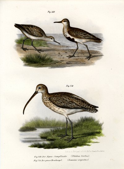 Dunlin, 1864 af German School