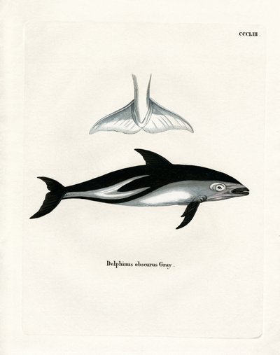 Dusky Dolphin (farvet gravering) af German School
