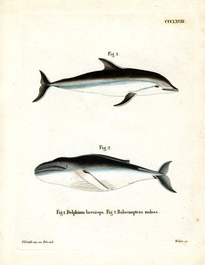 Dusky Dolphin (farvet gravering) af German School