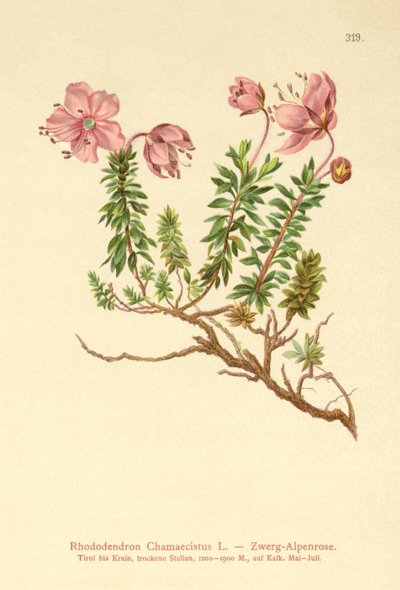 Dværg Alpenrose (Rhododendron Chamaecistus) af German School