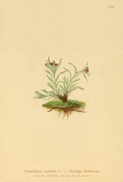 Dværg-Knold (Gnaphalium supinum) af German School