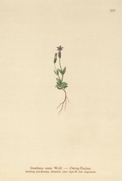 Dværg-ensian (Dwarf Gentianella) af German School