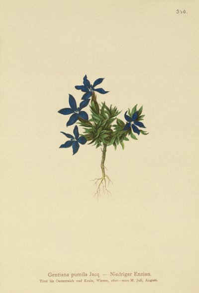 Dværg-ensian (Gentiana pumila) af German School