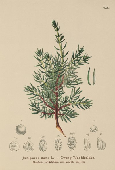 Dværg-ensian (Juniperus nana, Juniperus communis subsp. nana, Juniperus communis var. saxatilis) af German School
