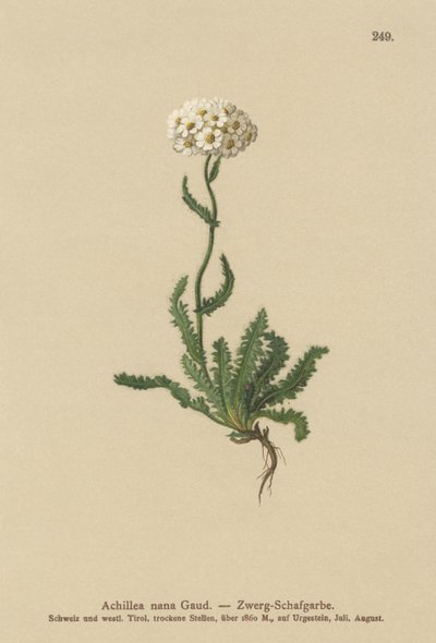 Dværg milfoil af German School