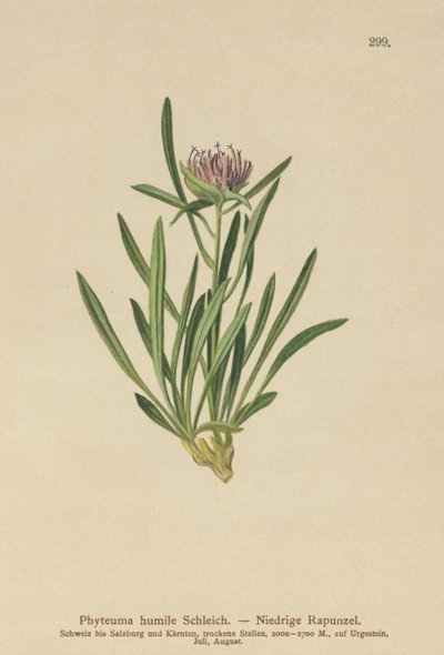 Dværg-Rampion (Phyteuma humile) af German School