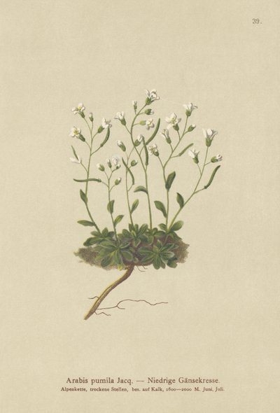 Dværg stenkarse (Arabis pumila) af German School