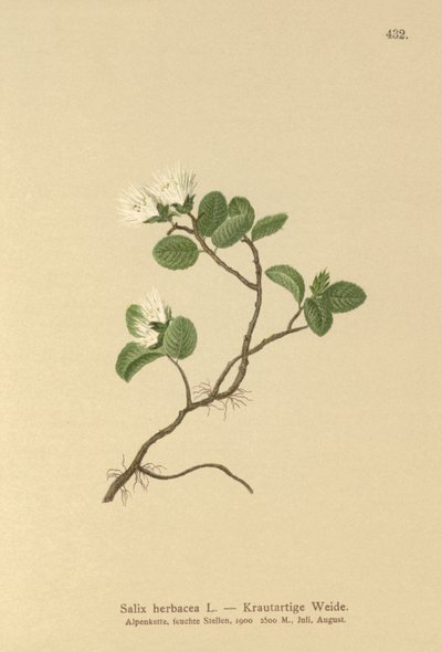 Dværgpil (Salix herbacea) af German School