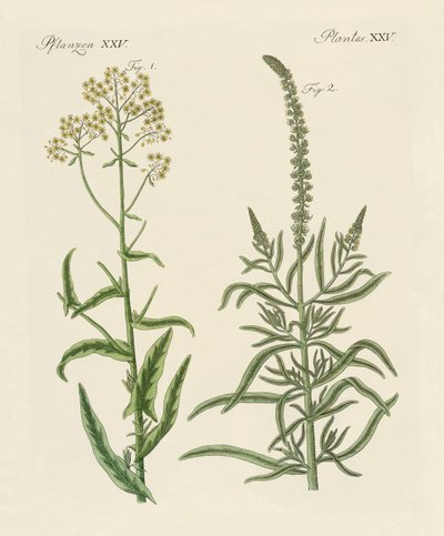 Farv planter af German School