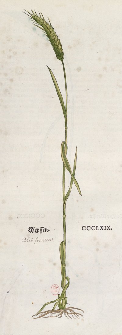 Øre af hvede, fra The Herbarium af Leonhart Fuchs (1501-66), udgivet i Basel, 1555 (farvegravering) af German School