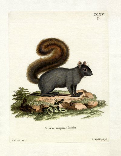 Eastern Fox Squirrel (farvet gravering) af German School