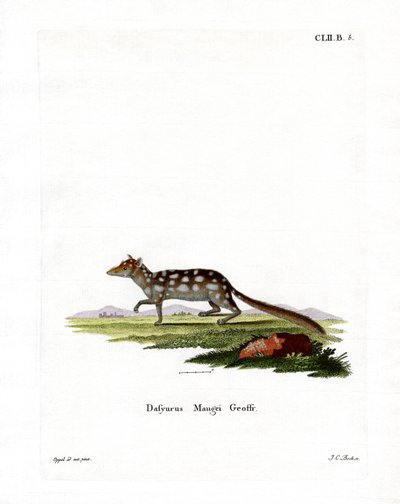 Eastern Quoll (farvet gravering) af German School