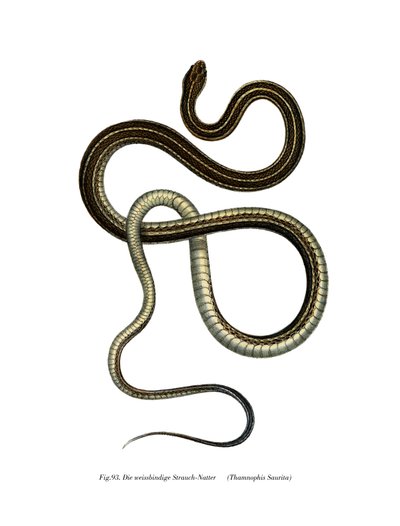 Eastern Ribbonsnake af German School