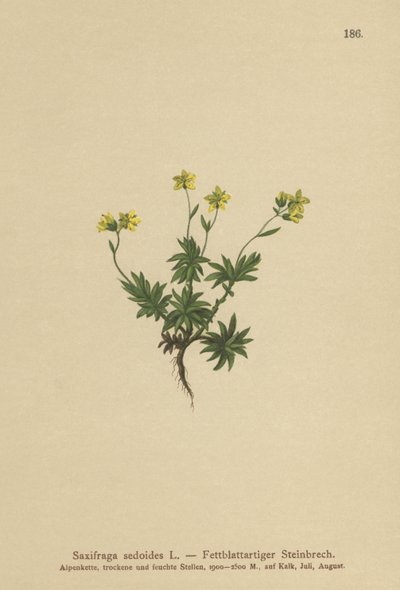 Østlig Saxifrage (Saxifraga sedoides) af German School