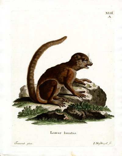Eastern Woolly Lemur (farvet gravering) af German School