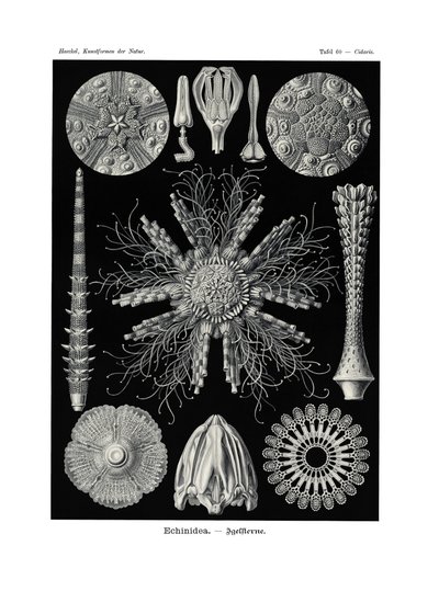 Echinidea, 1899-1904 af German School