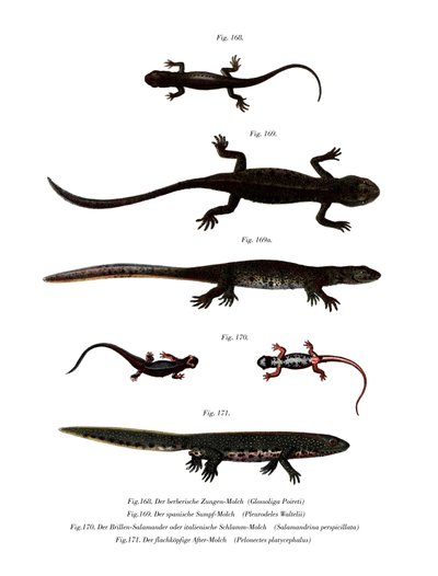 Edough Peninsula Ribbed Newt (farve litho) af German School