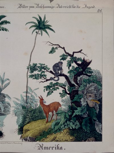 Pædagogisk plakat med flora og fauna i Sydamerika, højre side, udgivet af F. Wentzel, Weissenburg, 1840 (se også 379941) af German School