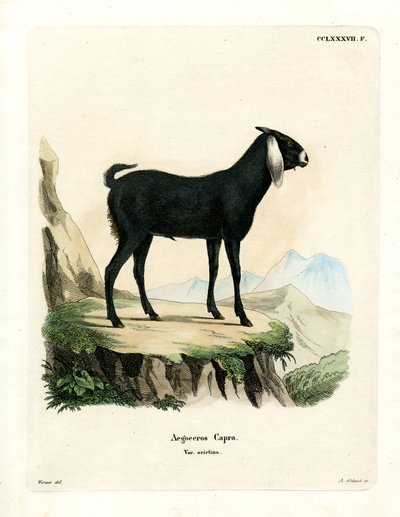 Egyptisk ged (farvet gravering) af German School