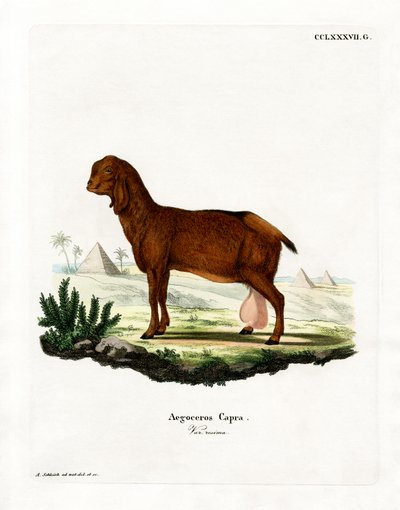 Egyptisk ged (farvet gravering) af German School