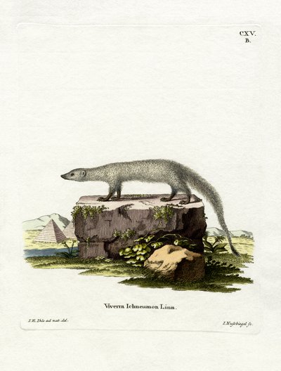 Egyptisk Mongoose (farvet gravering) af German School