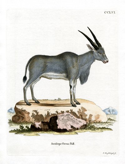 Eland Antilope (farvet gravering) af German School