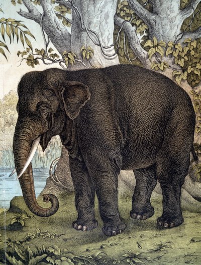 Elephant - i "Natural History of Pattedyr", red. Schreiber, München af German School