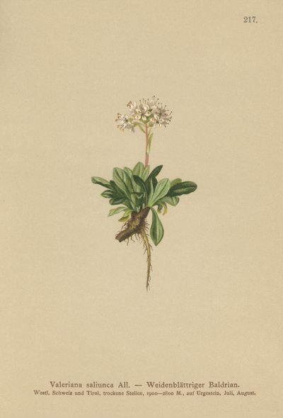 Hele bladet Valerian (Valeriana saliunca) af German School