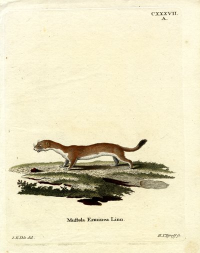 Hermelin (farvet gravering) af German School