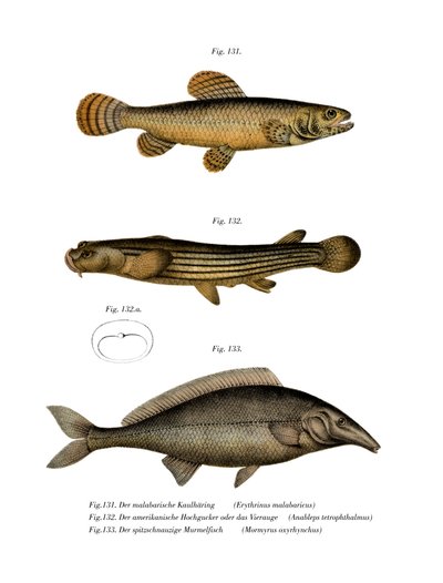 Erythrin af Malabar (farve litho) af German School
