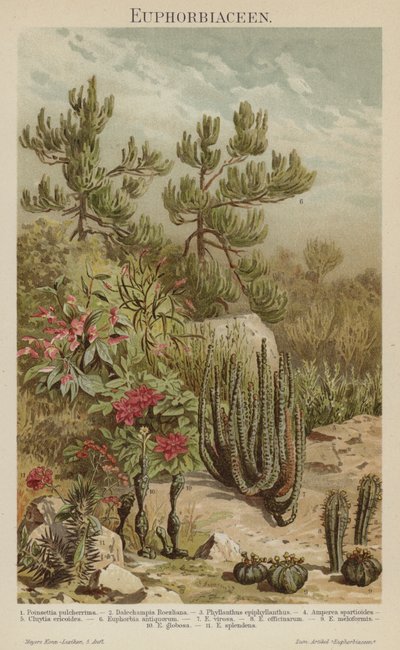 Euphorbias (farve litho) af German School