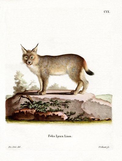 Eurasian Lynx (farvet gravering) af German School