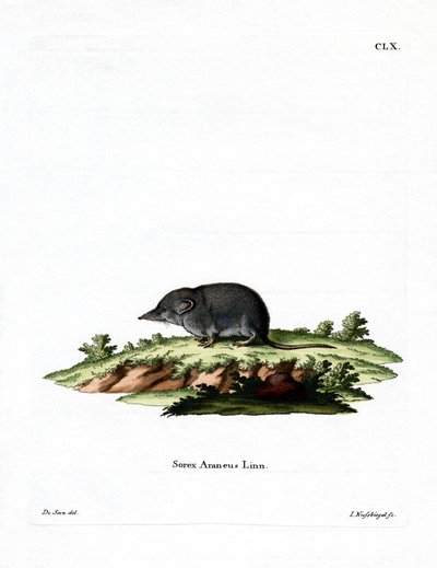 Eurasian Shrew (farvet gravering) af German School