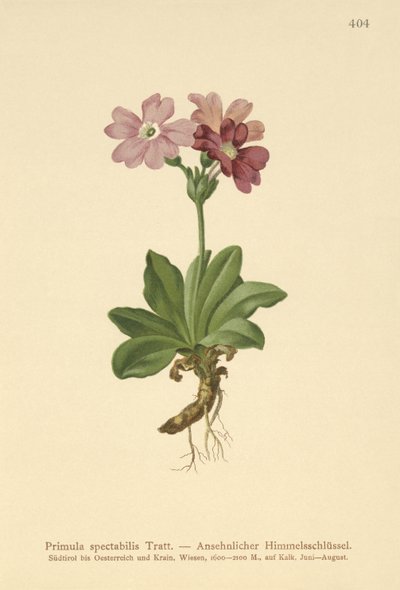 Almindelig primula (Primula spectabilis, Auriculastrum primula) af German School