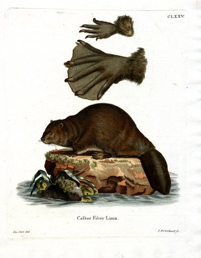 European Beaver (farvet gravering) af German School