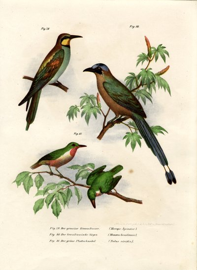 Europæisk biæder, 1864 af German School