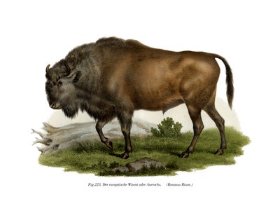 Europæisk bison, 1860 af German School