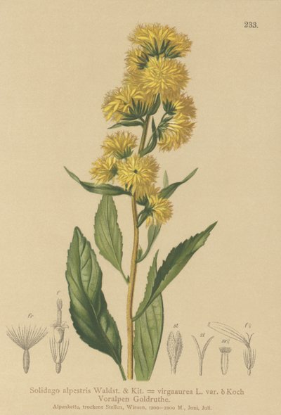 Europæisk gyldenris (Solidago alpestris, Solidago virgaaurea, Solidago virgaurea) af German School