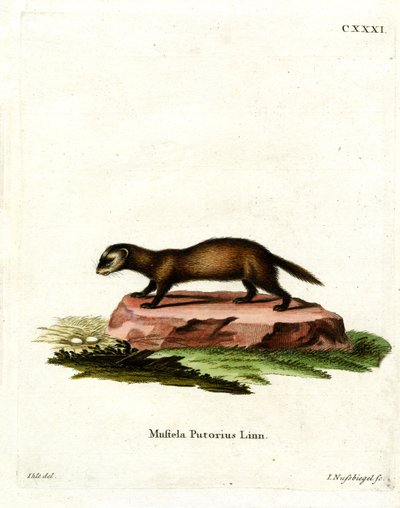 European Polecat (farvet gravering) af German School