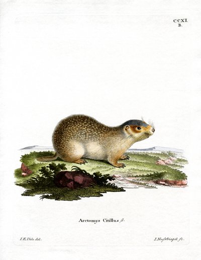 European Souslik (farvet gravering) af German School